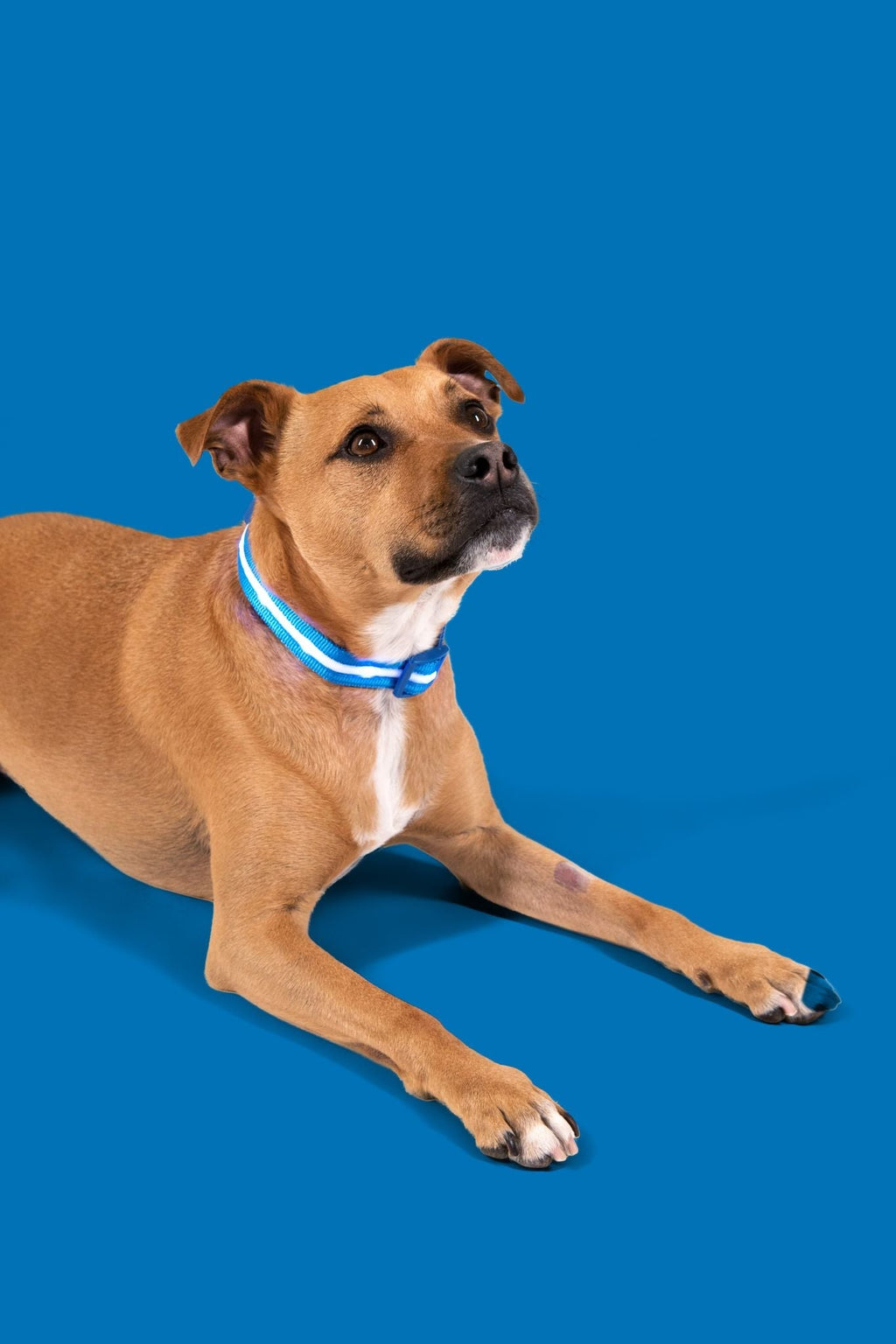 Blue LED Dog Collar #color_blue