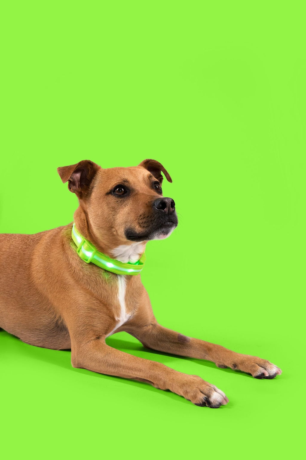 Green LED Dog Collar #color_green