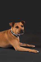 Black LED Dog Collar #color_black