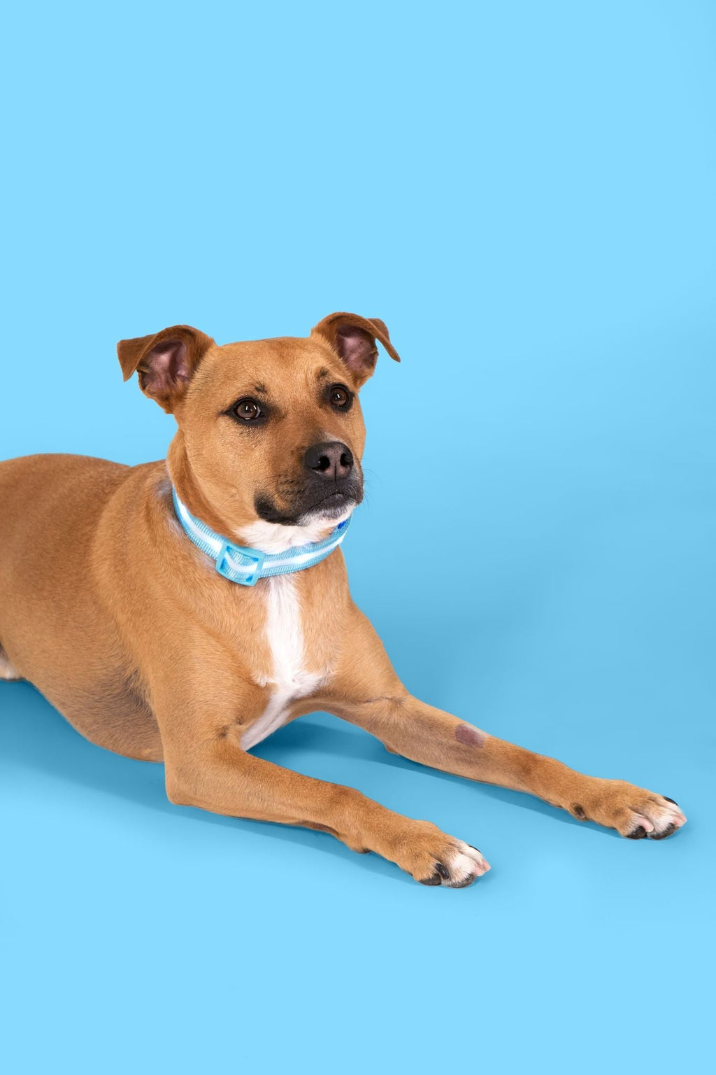 Light Blue LED Dog Collar #color_light blue