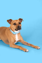 Light Blue LED Dog Collar #color_light blue