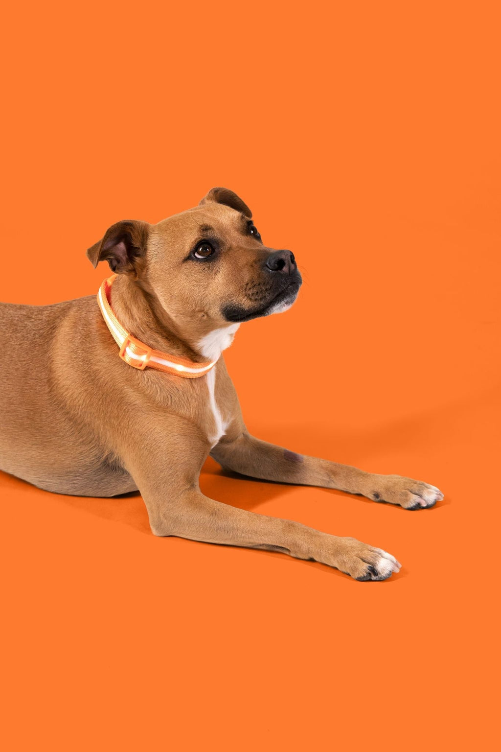 Orange LED Dog Collar #color_orange