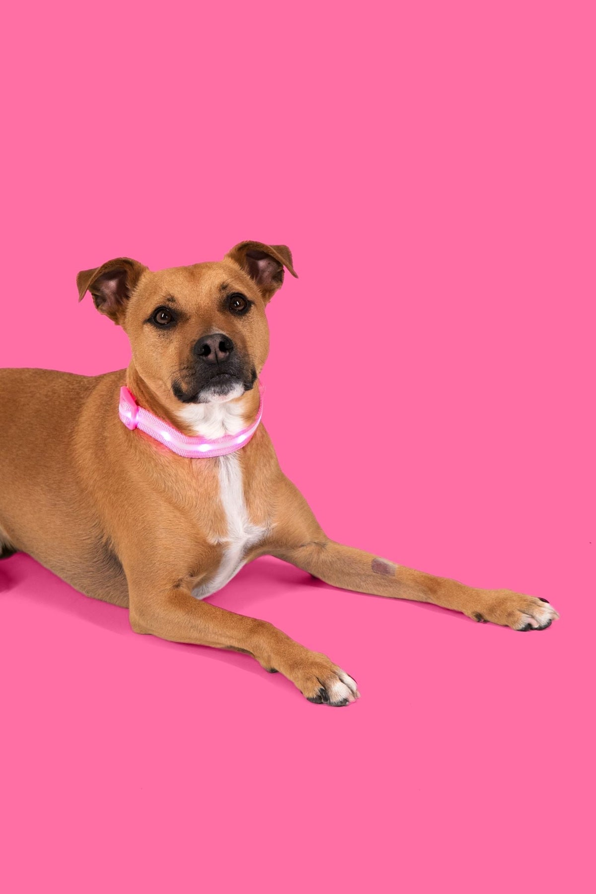 Pink LED Dog Collar #color_pink
