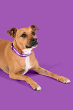 Purple LED Dog Collar #color_purple