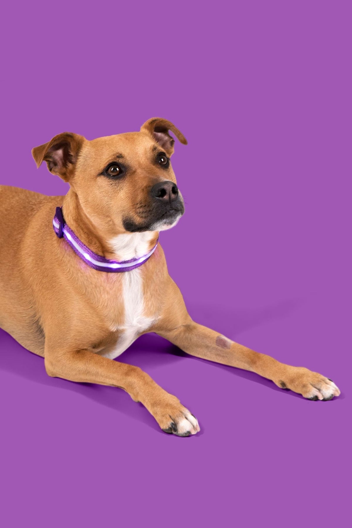Purple LED Dog Collar #color_purple