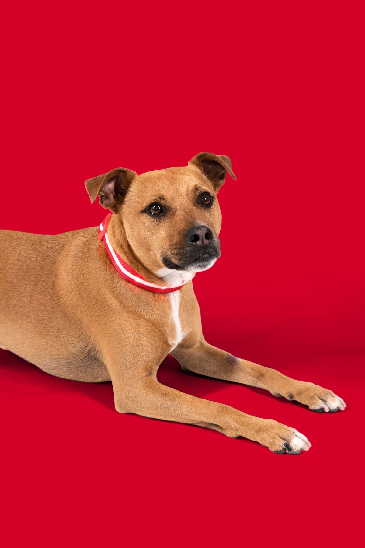 Red LED Dog Collar #color_red