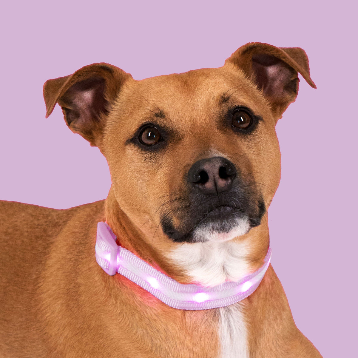 Lavender LED Dog Collar #color_lavender