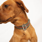 Dog Collar product image 2