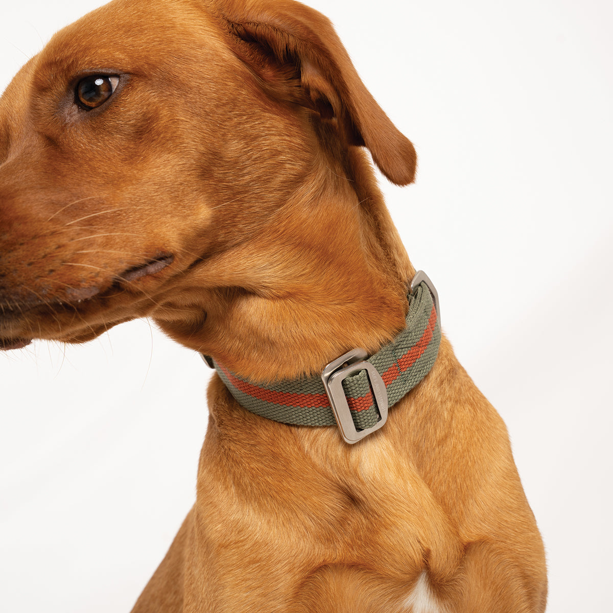 Dog Collar product image 2