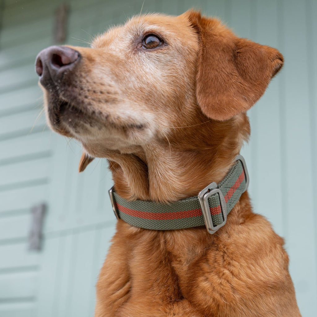 Dog Collar product image 3