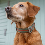 Dog Collar product image 3