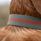 Dog Collar product image 4