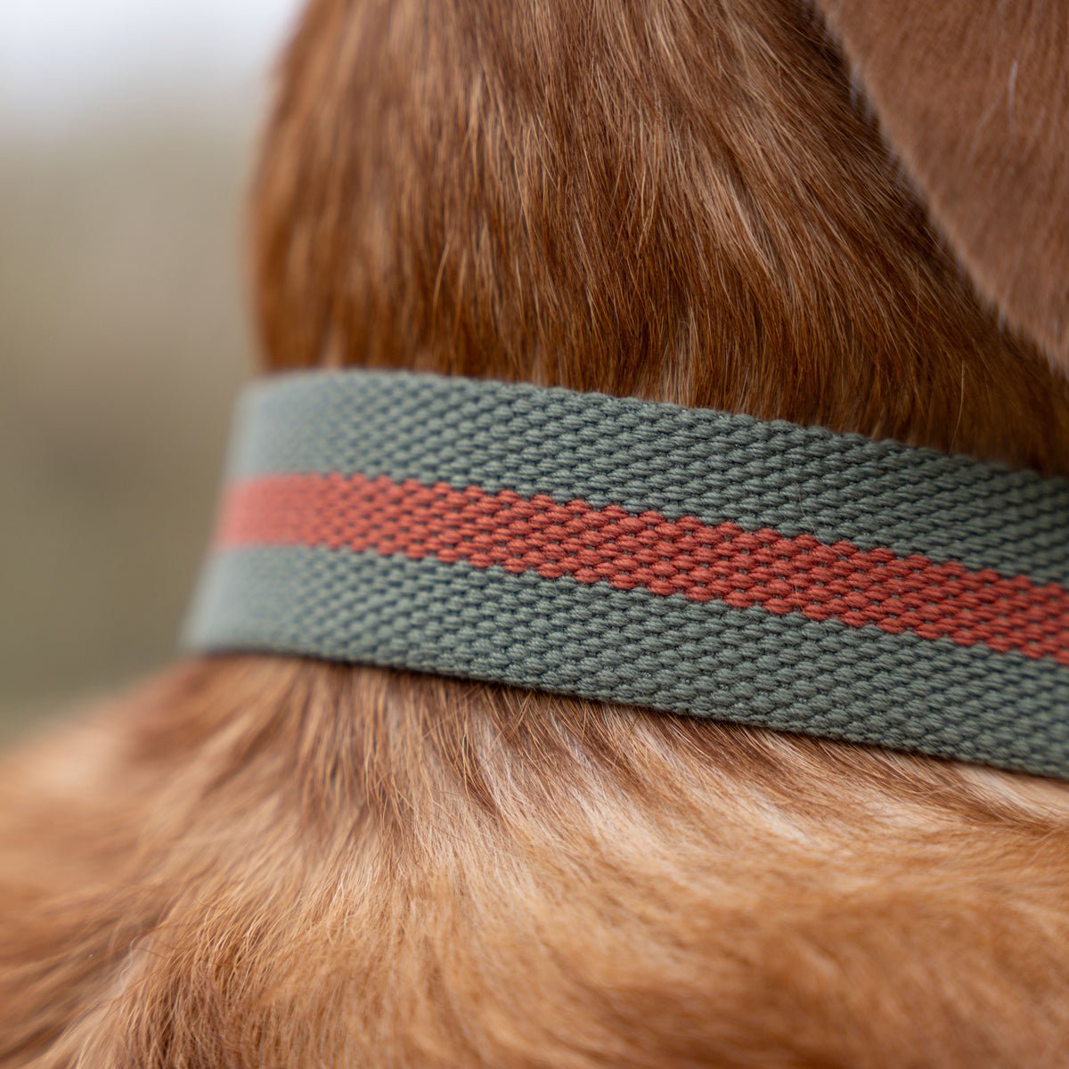 Dog Collar product image 4
