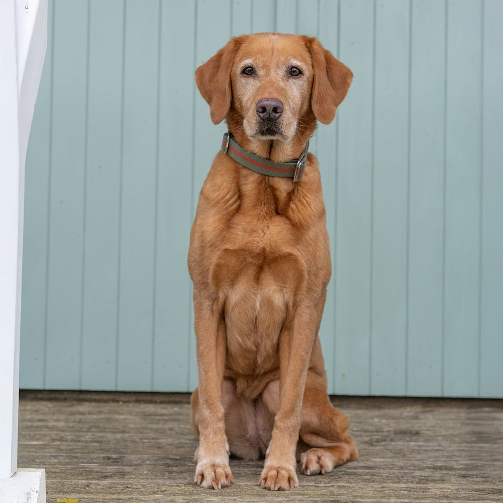 Dog Collar product image 5