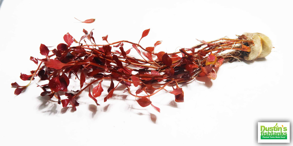 Live Triple Red Ludwigia Aquarium Plant product image 2