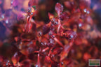 Live Triple Red Ludwigia Aquarium Plant product image 3
