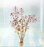 Ludwigia Triple Red_Easy Red Aquarium Plant For sale