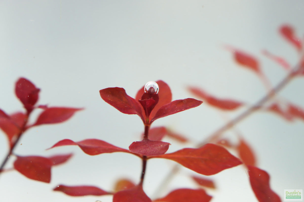 Ludwigia Triple Red_Easy Red Aquarium Plant For sale