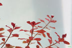 Ludwigia Triple Red_Easy Red Aquarium Plant For sale