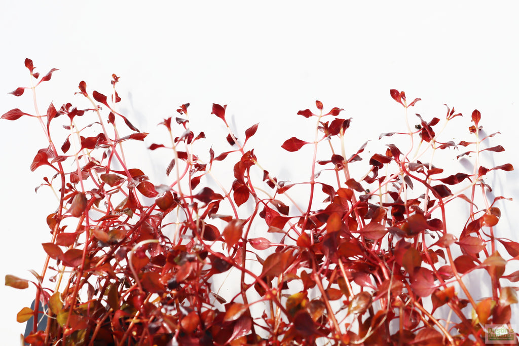 Live Triple Red Ludwigia Aquarium Plant product image 7