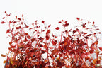 Live Triple Red Ludwigia Aquarium Plant product image 7
