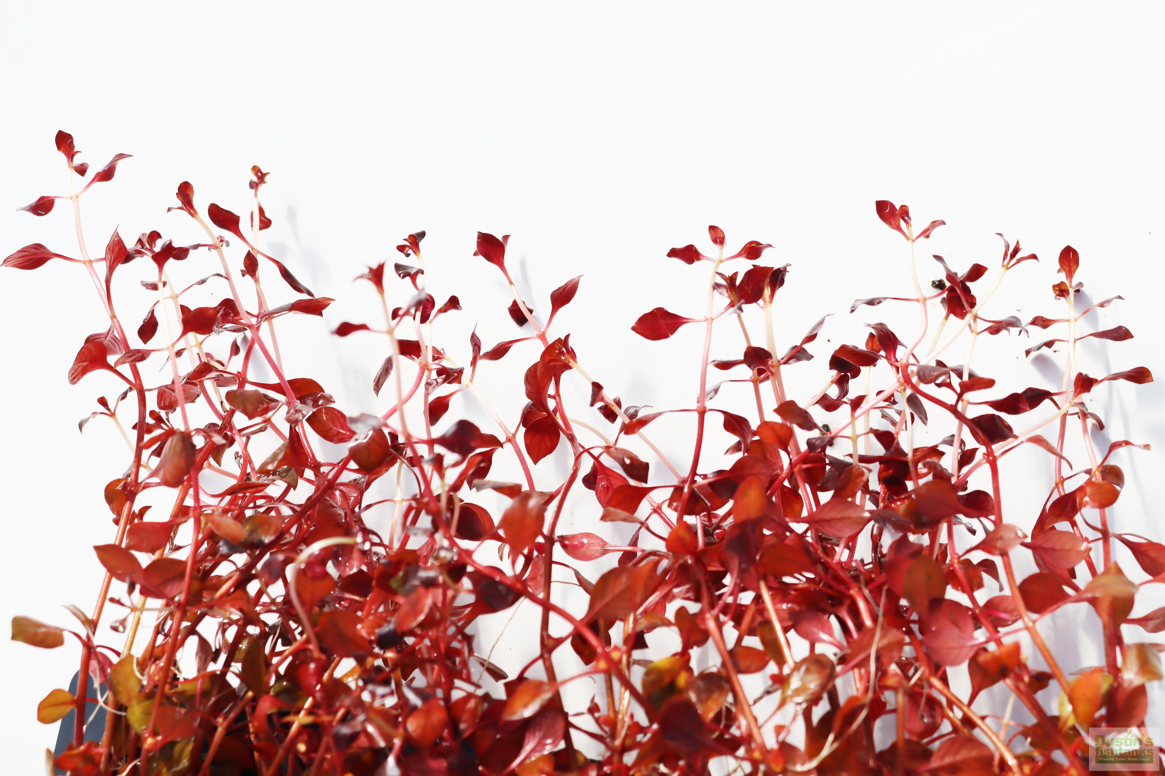 Live Triple Red Ludwigia Aquarium Plant product image 7