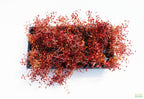 Live Triple Red Ludwigia Aquarium Plant product image 8