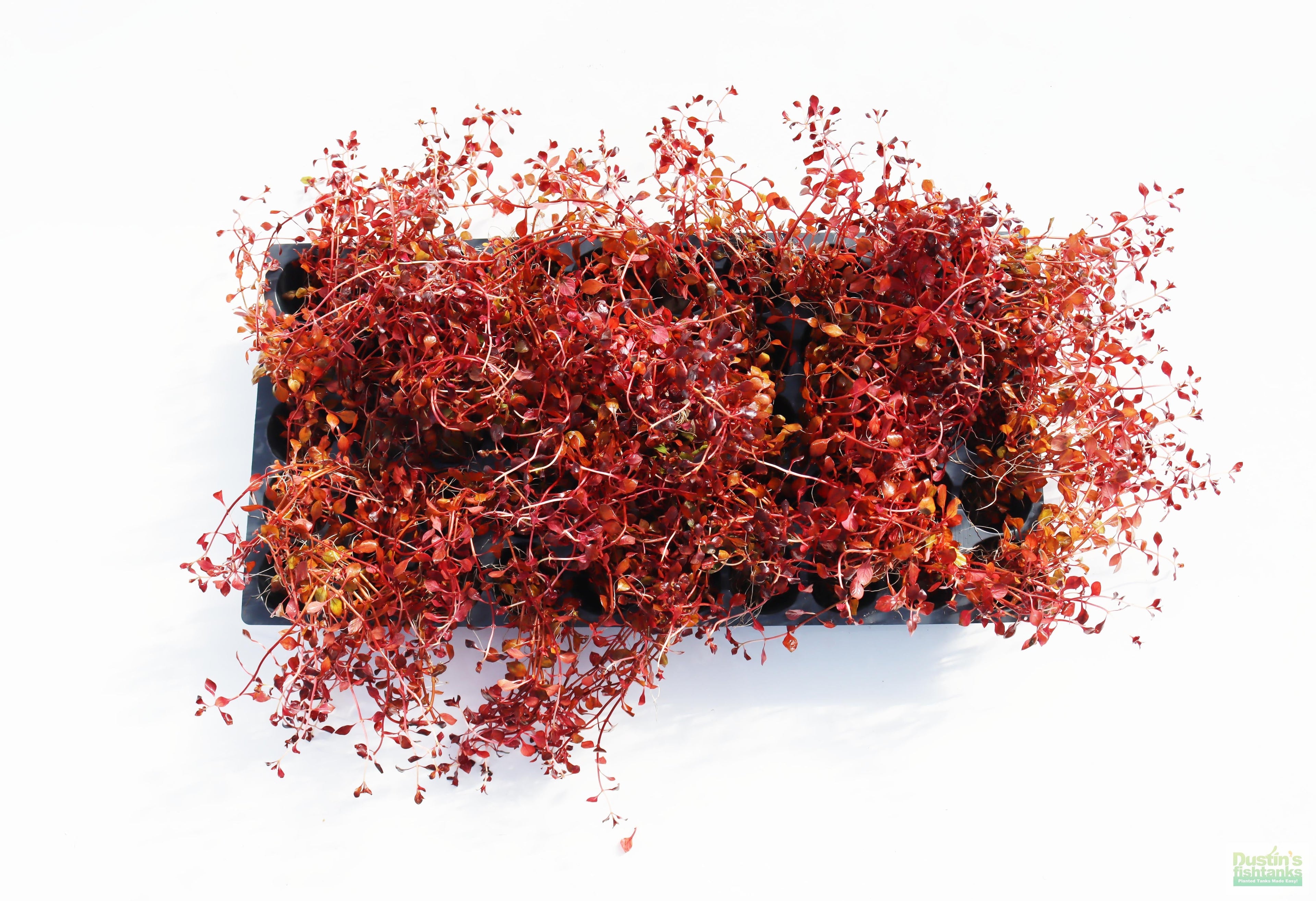 Live Triple Red Ludwigia Aquarium Plant product image 8