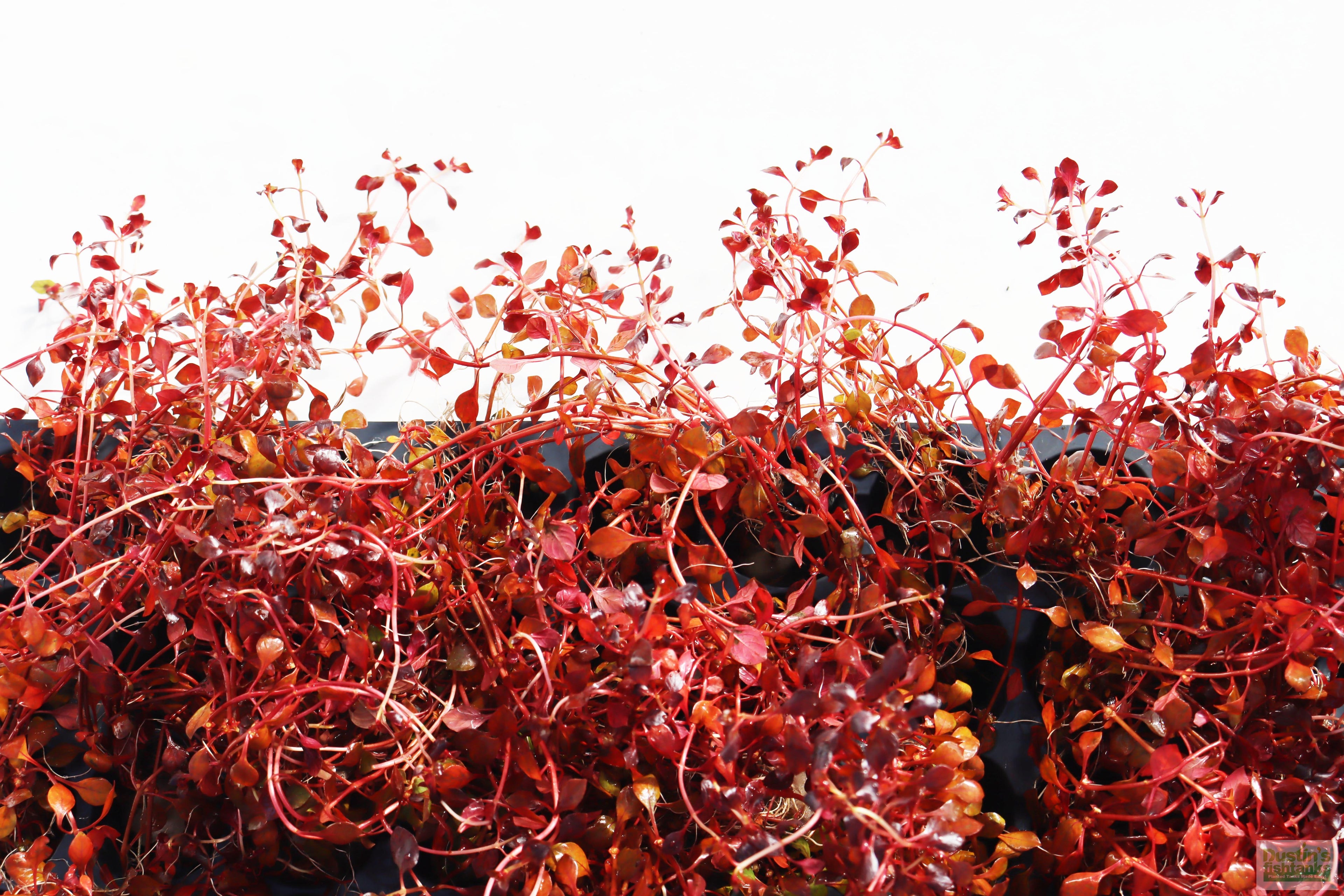 Live Triple Red Ludwigia Aquarium Plant product image 9