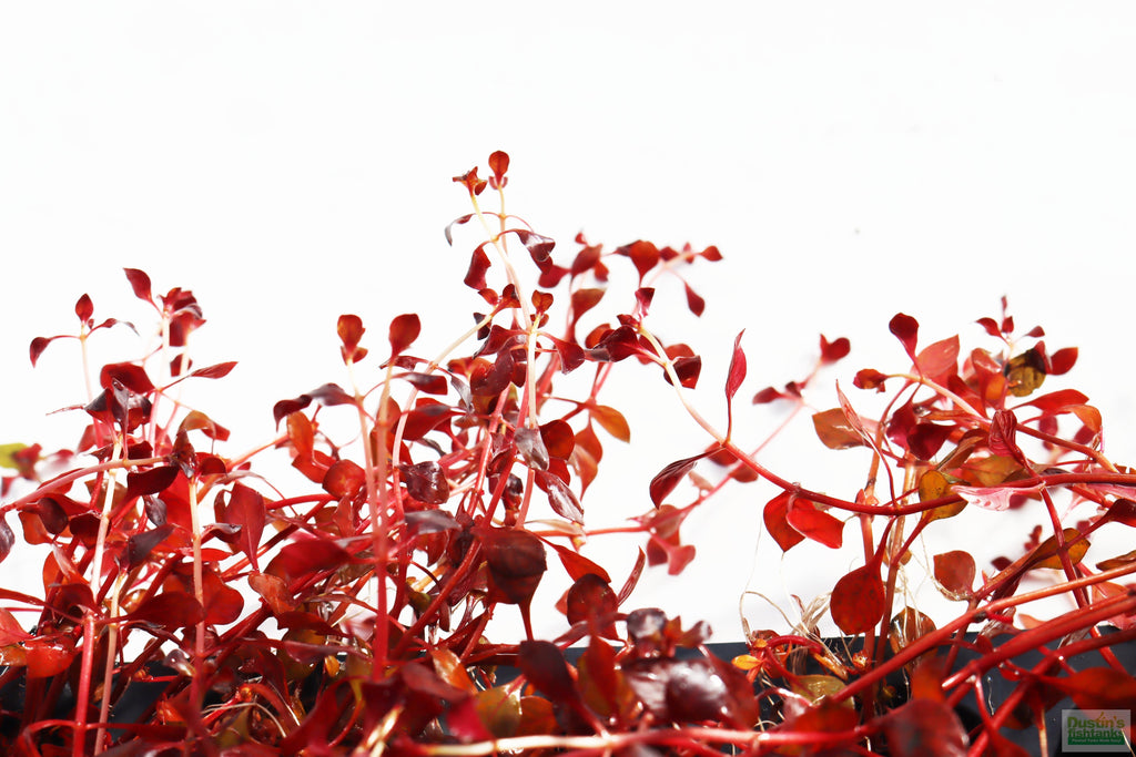 Live Triple Red Ludwigia Aquarium Plant product image 10