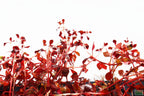 Live Triple Red Ludwigia Aquarium Plant product image 10