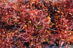 Live Triple Red Ludwigia Aquarium Plant product image 11