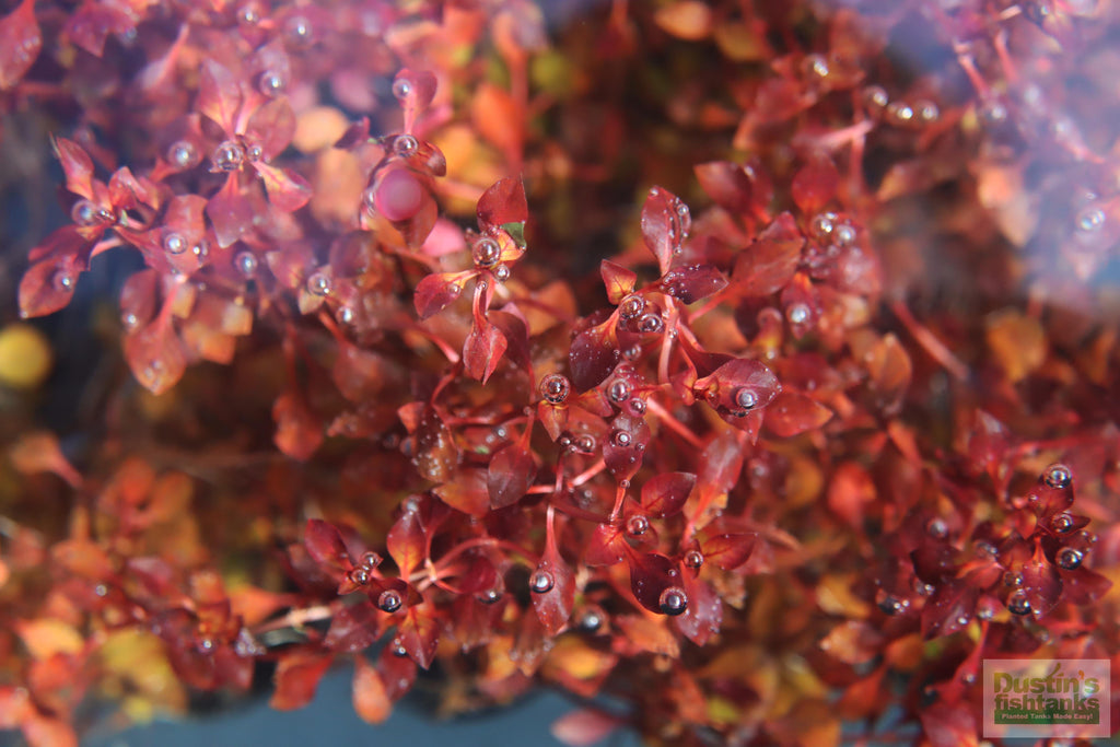 Live Triple Red Ludwigia Aquarium Plant product image 12