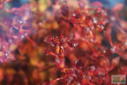 Live Triple Red Ludwigia Aquarium Plant product image 13