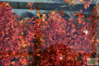 Live Triple Red Ludwigia Aquarium Plant product image 14