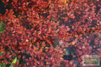 Live Triple Red Ludwigia Aquarium Plant product image 15