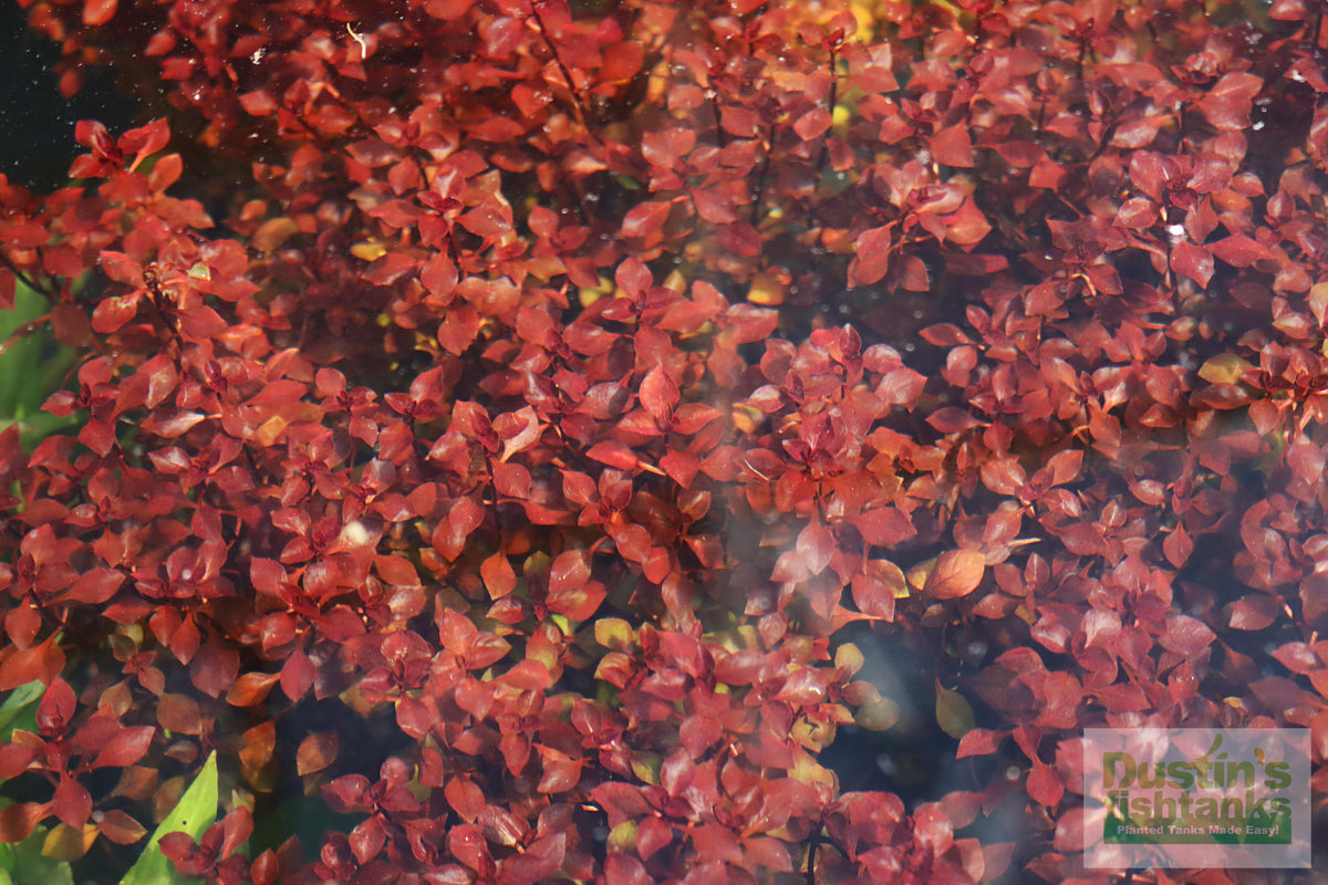 Live Triple Red Ludwigia Aquarium Plant product image 15