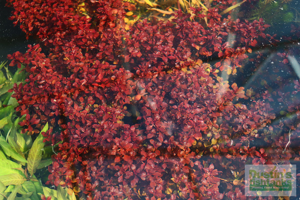 Live Triple Red Ludwigia Aquarium Plant product image 16