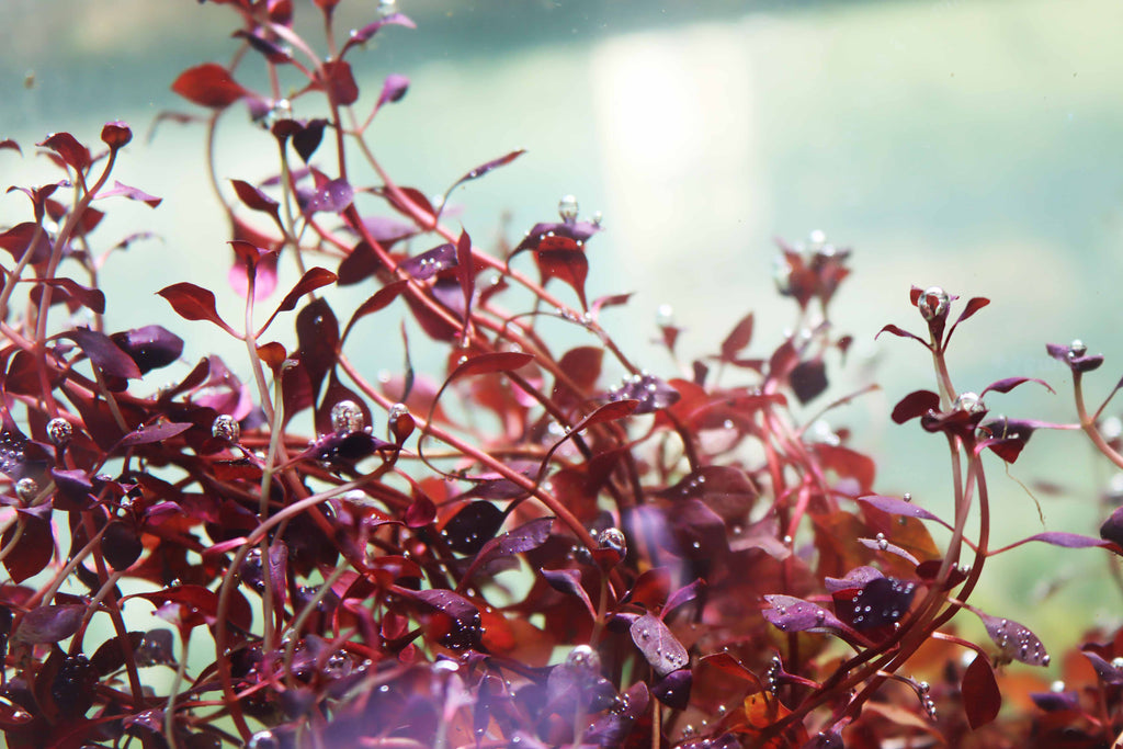 Live Triple Red Ludwigia Aquarium Plant product image 17