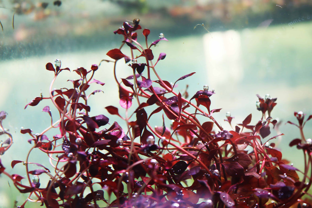 Live Triple Red Ludwigia Aquarium Plant product image 18