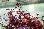 Live Triple Red Ludwigia Aquarium Plant product image 18