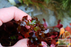 Live Triple Red Ludwigia Aquarium Plant product image 19