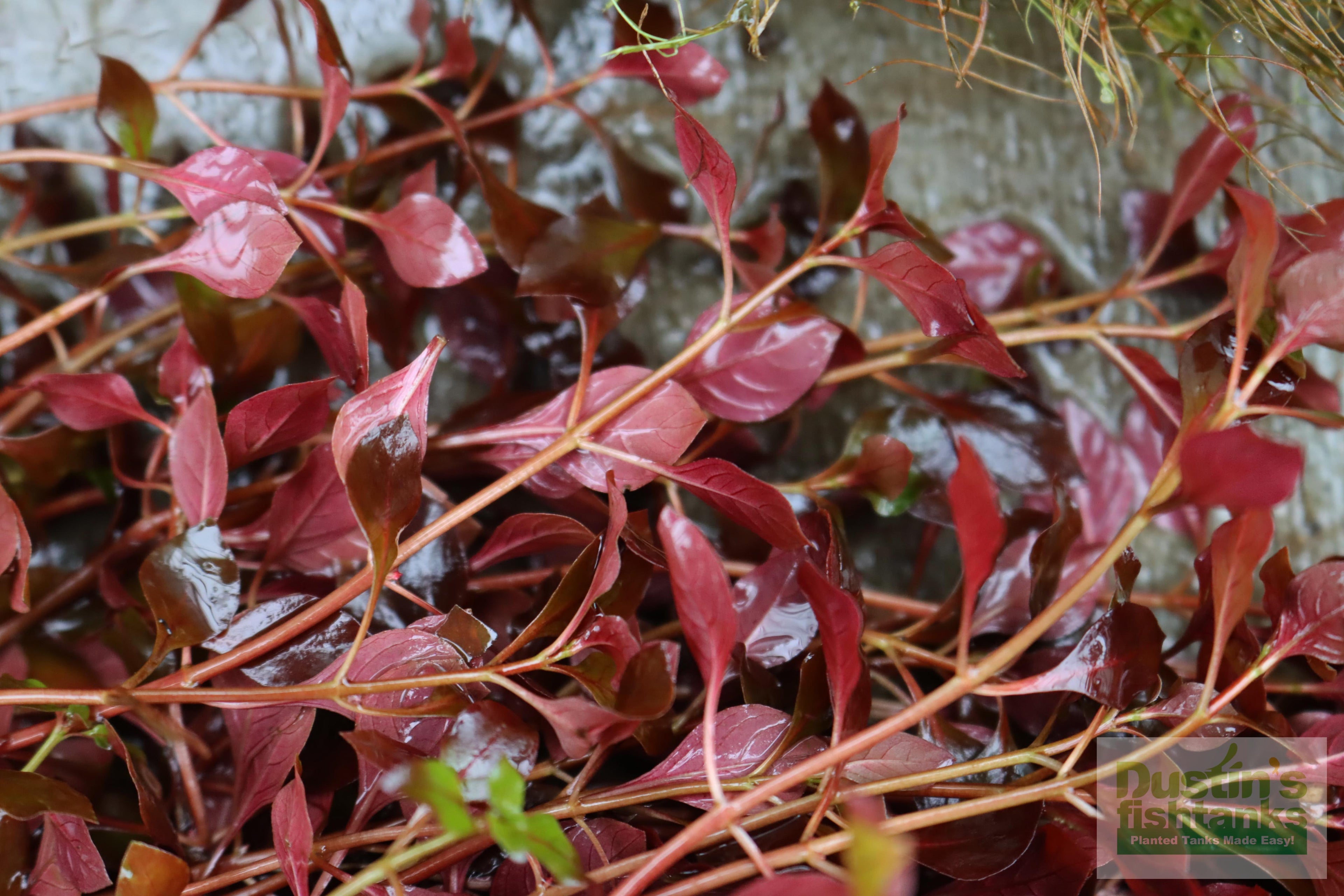 Live Triple Red Ludwigia Aquarium Plant product image 20