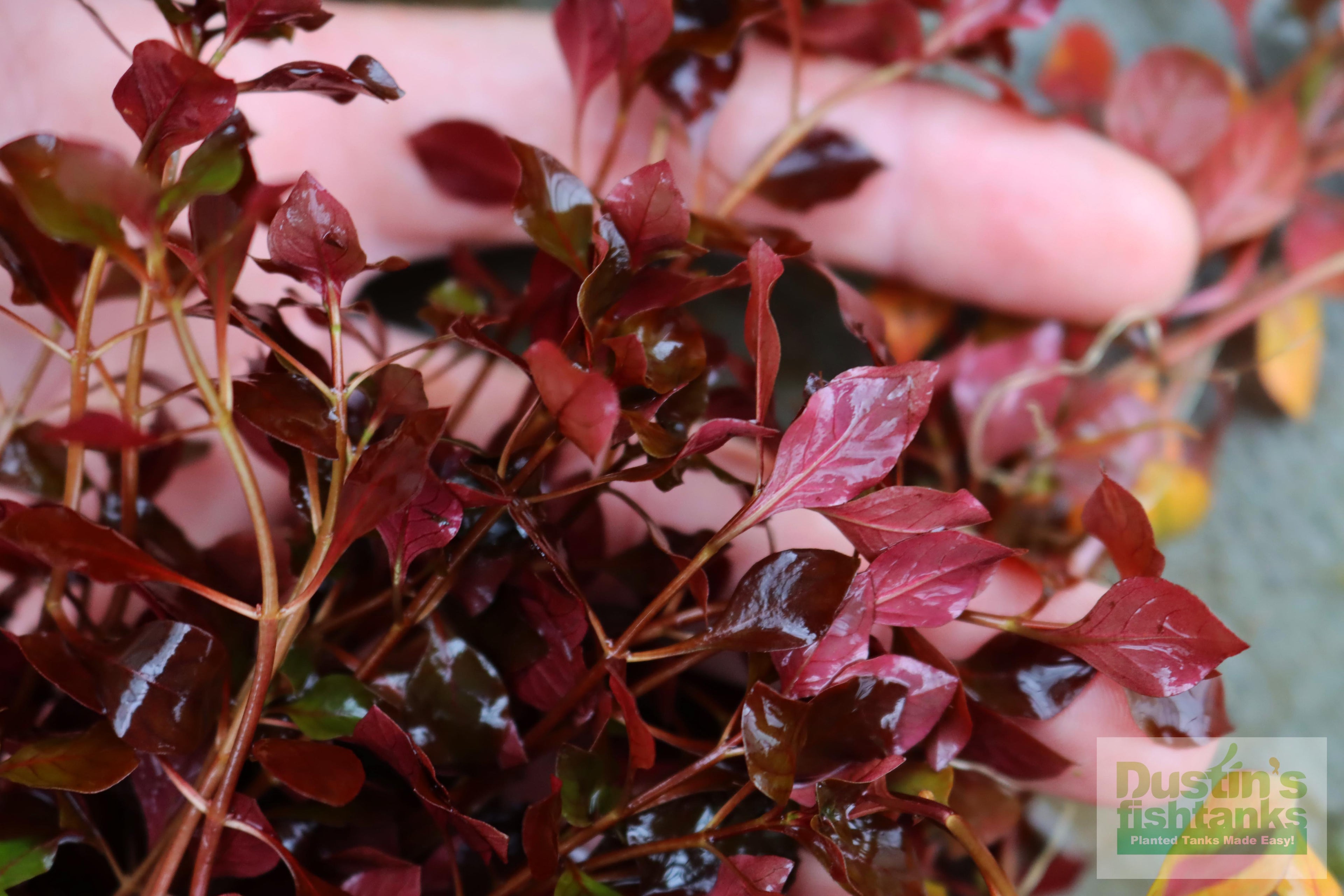 Live Triple Red Ludwigia Aquarium Plant product image 21
