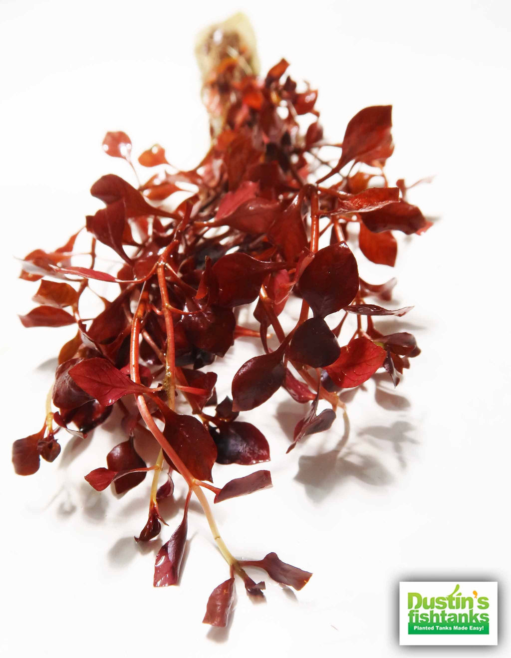 Live Triple Red Ludwigia Aquarium Plant product image 22
