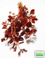 Live Triple Red Ludwigia Aquarium Plant product image 22