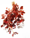 Live Triple Red Ludwigia Aquarium Plant, Default Title