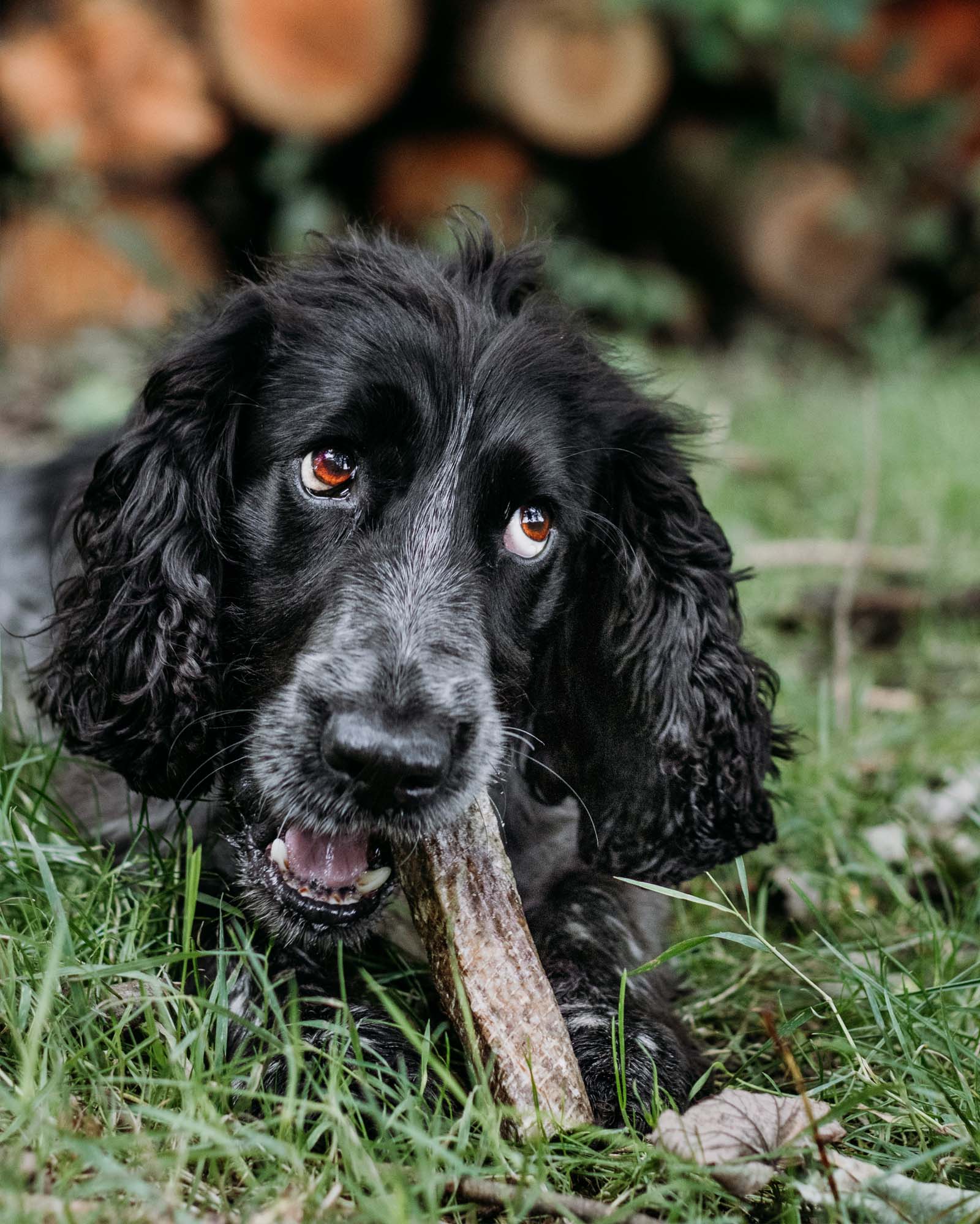 Fish Skin Throw Sticks - Skipper's Pet Products