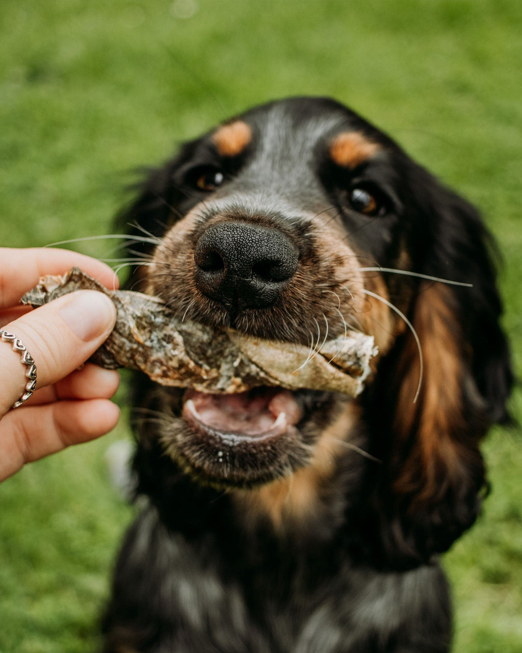 Fish Skin Twists - Skipper's Pet Products
