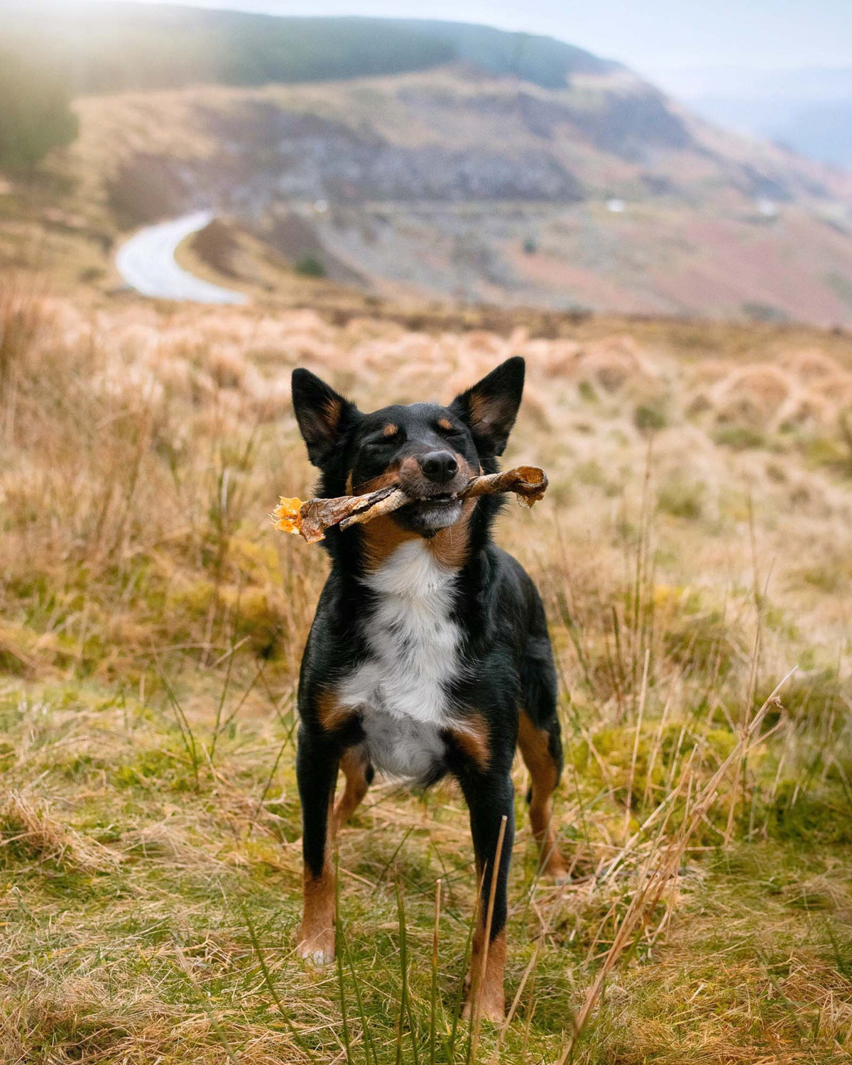 Dog Chew product image 2